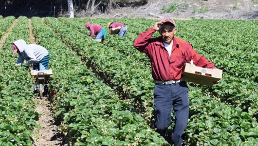 Recrutamento de pessoal asiático na agricultura